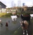 Surrey Docks Farm