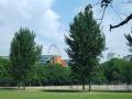 Archbishop's Park