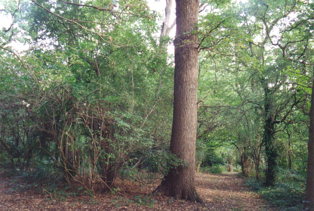 Little Wood, Hampstead Garden Suburb