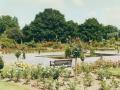 Edgwarebury Park, Rose garden, photograph,  1989. Courtesy of Barnet Local Studies & Archives