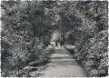 Holly Oak Wood, photograph c.1950. Courtesy Bexley Local Studies & Archive Centre