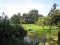 Avenue House Grounds, with Pond in foreground, September 2008. Photo: S. Williams