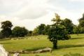 Golders Hill Park, Deer enclosure, July 2000. Photo S Williams