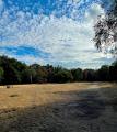 Chislehurst Common, September 2022. Photograph Sally Williams
