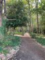 Chislehurst Common, September 2022. Photograph Sally Williams