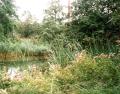 Camley Street Natural Park, Pond and reed beds, August 2002. Photo: S Williams