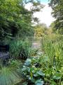 Camley Street Natural Park, June 2022. Photograph Sally Williams