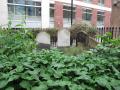 St Dunstan-in-the-West Burial Ground, June 2010. Photo: S Williams
