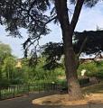 Bridge House Pond, July 2017. Photo courtesy Friends of Bridge House Pond