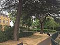 Bridge House Pond, July 2017. Photo courtesy Friends of Bridge House Pond