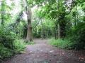 Woodland near Paddock Allotments, Cannon Hill Common, June 2012. Photograph Sally Williams