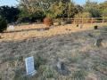 Ilford PDSA Animal Cemetery, Grave of Peter, Home Office Cat, September 2024. Photograph Sally Williams