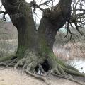 Epping Forest: old oak tree on edge of Warren Pond, February 2020. Photograph Sally Williams