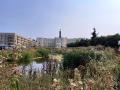 Chestnuts Field: Wetlands Flood Basin, looking towards Town Hall and Henry Moore 'The Arch', August 2024. Photograph Sally Williams