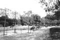 Pleached Trees - Photo: Pamela Paterson (1995)