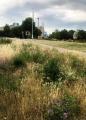 Burgess Park, including Chumleigh Gardens
