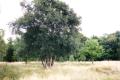 Monken Hadley Common, August 2000. Photo: S Williams Monken Hadley Common, August 2000. Photo: S Williams