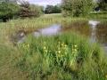 Monken Hadley Common, Gladsmuir Pond, May 2011. Photo: Alan Magnus Monken Hadley Common, Gladsmuir Pond, May 2011. Photo: Alan Magnus