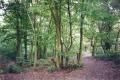 Oak Hill Woods, September 2000. Photo: S Williams Oak Hill Woods, September 2000. Photo: S Williams
