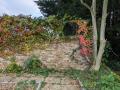 Woodcock Park: Pollinator Biodiversity Garden, October 2024. Photograph S. Morpurgo Woodcock Park: Pollinator Biodiversity Garden, October 2024. Photograph S. Morpurgo