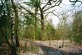 Beckenham Place Park: Summerhouse Hill Wood, February 2002. Photograph Sally Williams Beckenham Place Park: Summerhouse Hill Wood, February 2002. Photograph Sally Williams