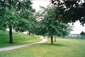 King George's Playing Fields, June 2002. Photograph Sally Williams King George's Playing Fields, June 2002. Photograph Sally Williams