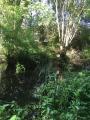 Pond in Ainslie Wood, May 2020. Photograph Sally Williams Pond in Ainslie Wood, May 2020. Photograph Sally Williams