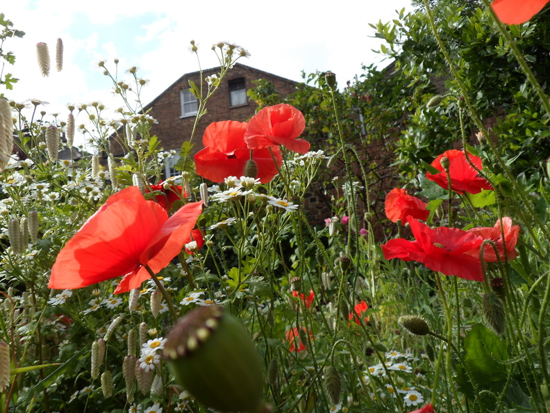 Walworth _ Christopher Collins.JPG