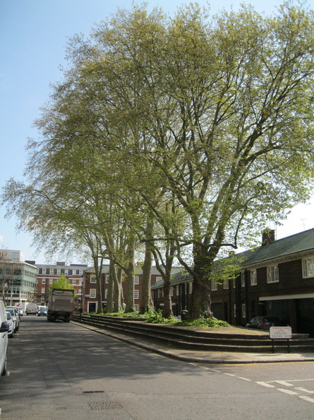 Chelsea Square