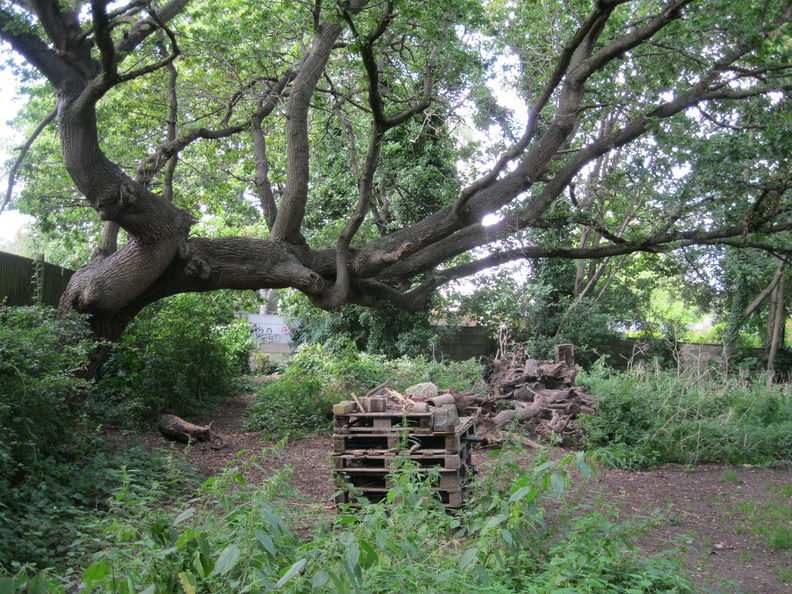 Palace Road Nature Garden