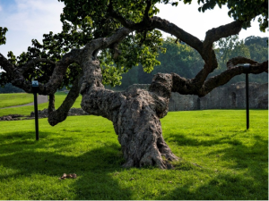 ONLINE Unravelling the Tale of London’s Mulberry Tree Heritage